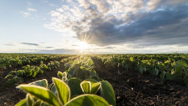 How sustainable is soy?